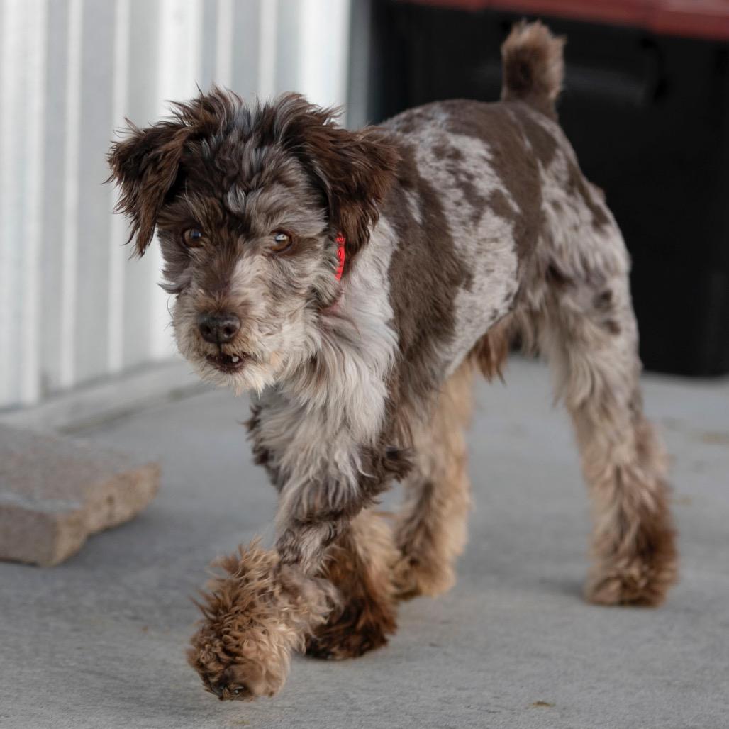 Gus (JN25-410), a Adoptable Schnauzer in Peyton, CO image 5/6