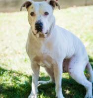 Gabriel, a Adopted mixed breed image 1/2