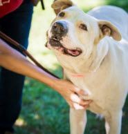 Gabriel, a Adopted mixed breed image 2/2