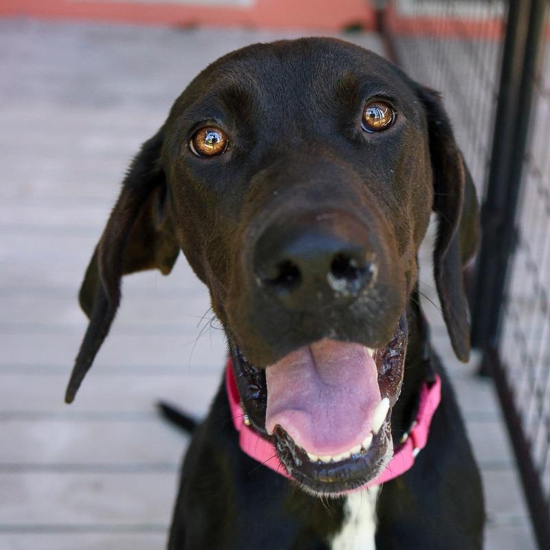 Tex, Adoptable, Adult Male Hound.