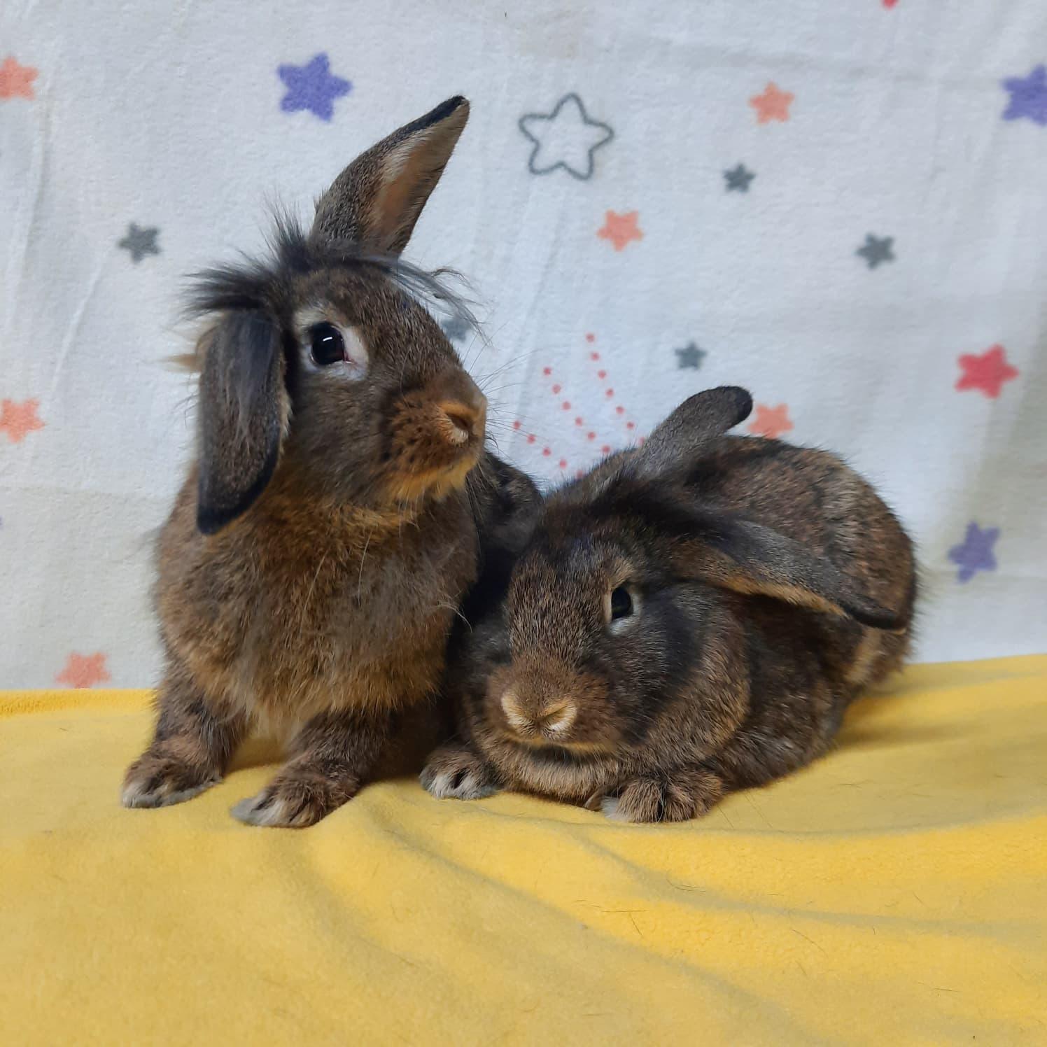 Enlarge Malibu & Piña, a Adoptable mixed breed in Montclair, CA image 2/3