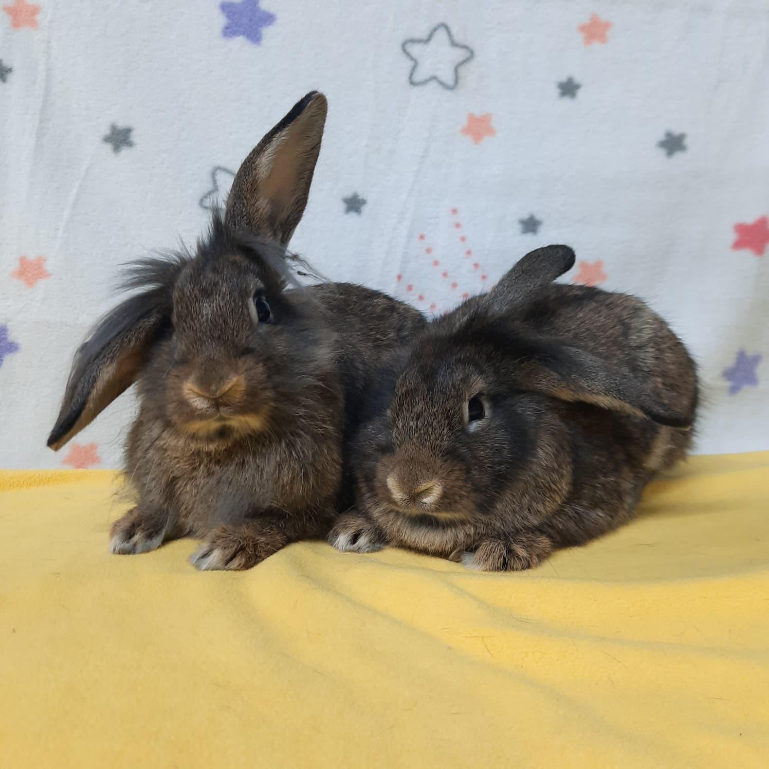 Enlarge Malibu & Piña, a Adoptable mixed breed in Montclair, CA image 3/3