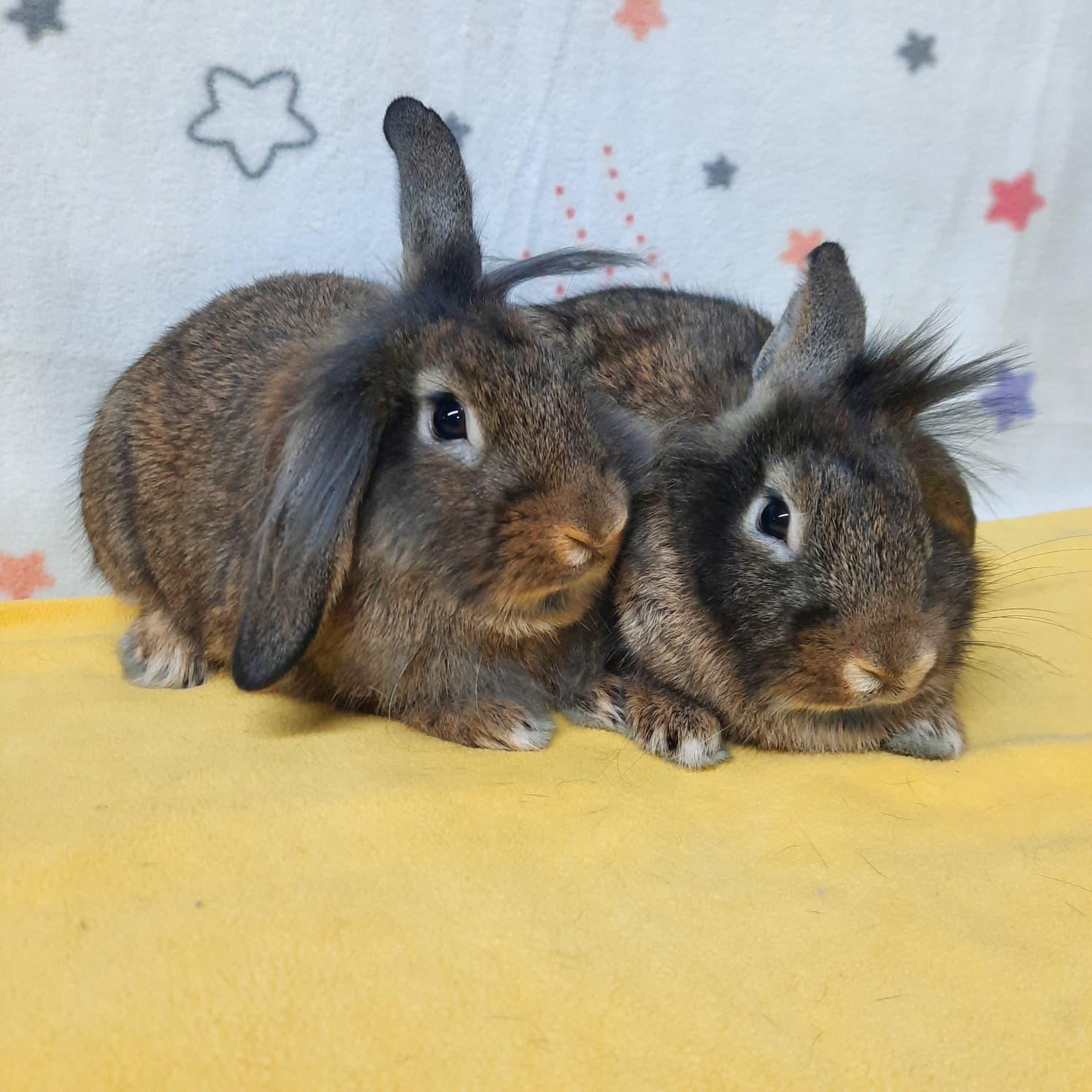 Enlarge Malibu & Piña, a Adoptable mixed breed in Montclair, CA image 1/3