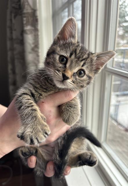 Enlarge A1023588, a Adoptable Domestic Short Hair in Toronto, ON image 1/1