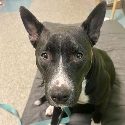 Calmada, an adopted mixed breed in Lansing, MI image 4/5