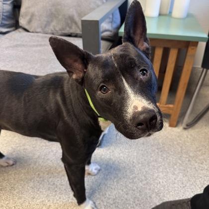 Enlarge Calmada, a ADOPTABLE mixed breed in Lansing, MI image 1/3