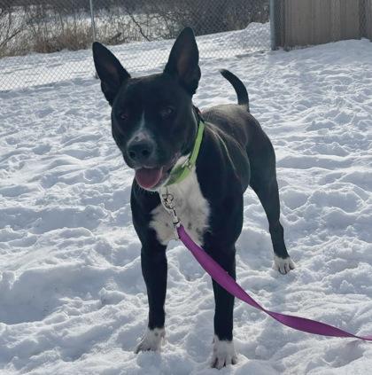 Calmada, an adopted mixed breed in Lansing, MI image 5/5