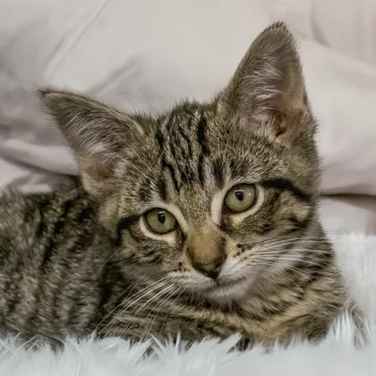Enlarge Gaul, a Adoptable mixed breed in Camano Island, WA image 1/1