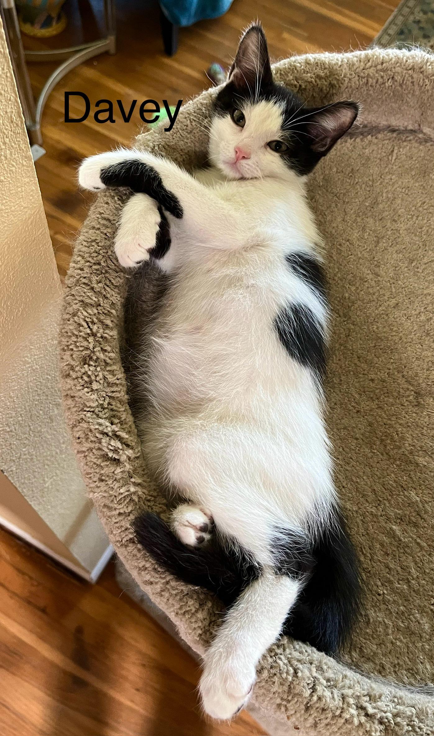 Davey, a Adoptable Oriental Tabby in Tustin, CA image 2/6