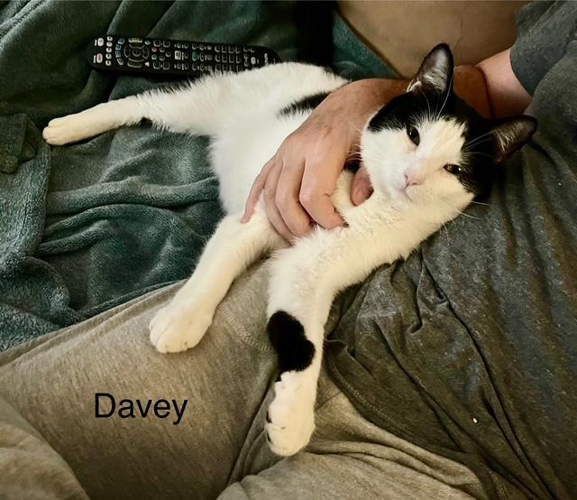 Davey, a Adoptable Oriental Tabby in Tustin, CA image 5/6