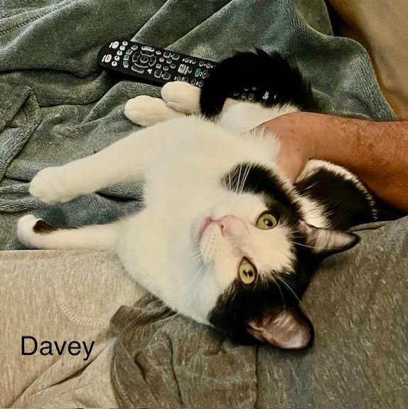 Davey, Young Male Oriental Tabby