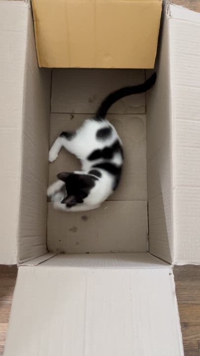 Enlarge Davey, a Adoptable Oriental Tabby in Tustin, CA video 6/6