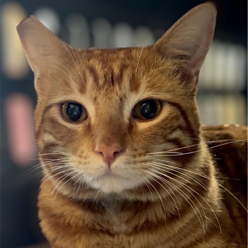 Enlarge Rodney, a Adoptable Domestic Short Hair in Pacific Palisades, CA image 1/3