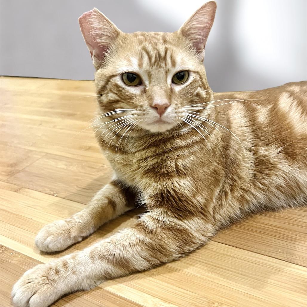 Enlarge Rodney, a Adoptable Domestic Short Hair in Pacific Palisades, CA image 2/3