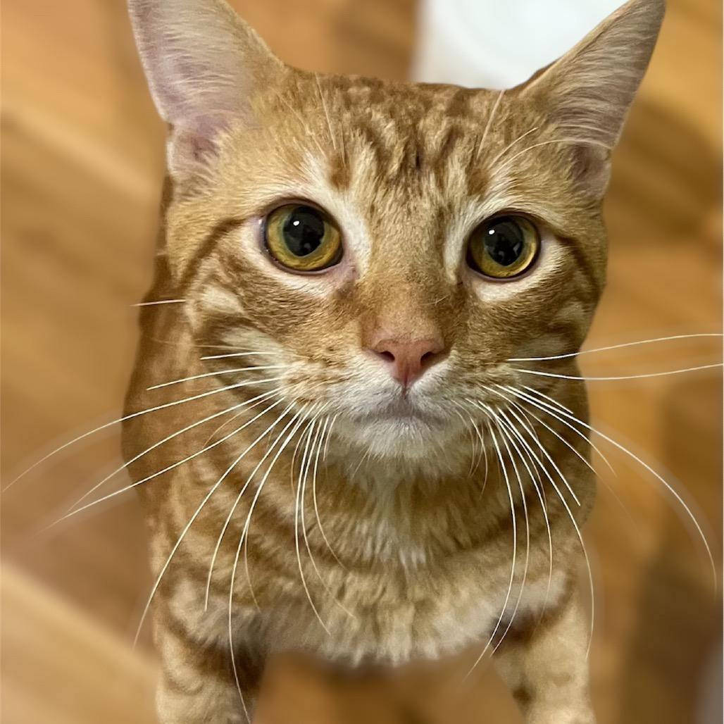Enlarge Rodney, a Adoptable Domestic Short Hair in Pacific Palisades, CA image 3/3