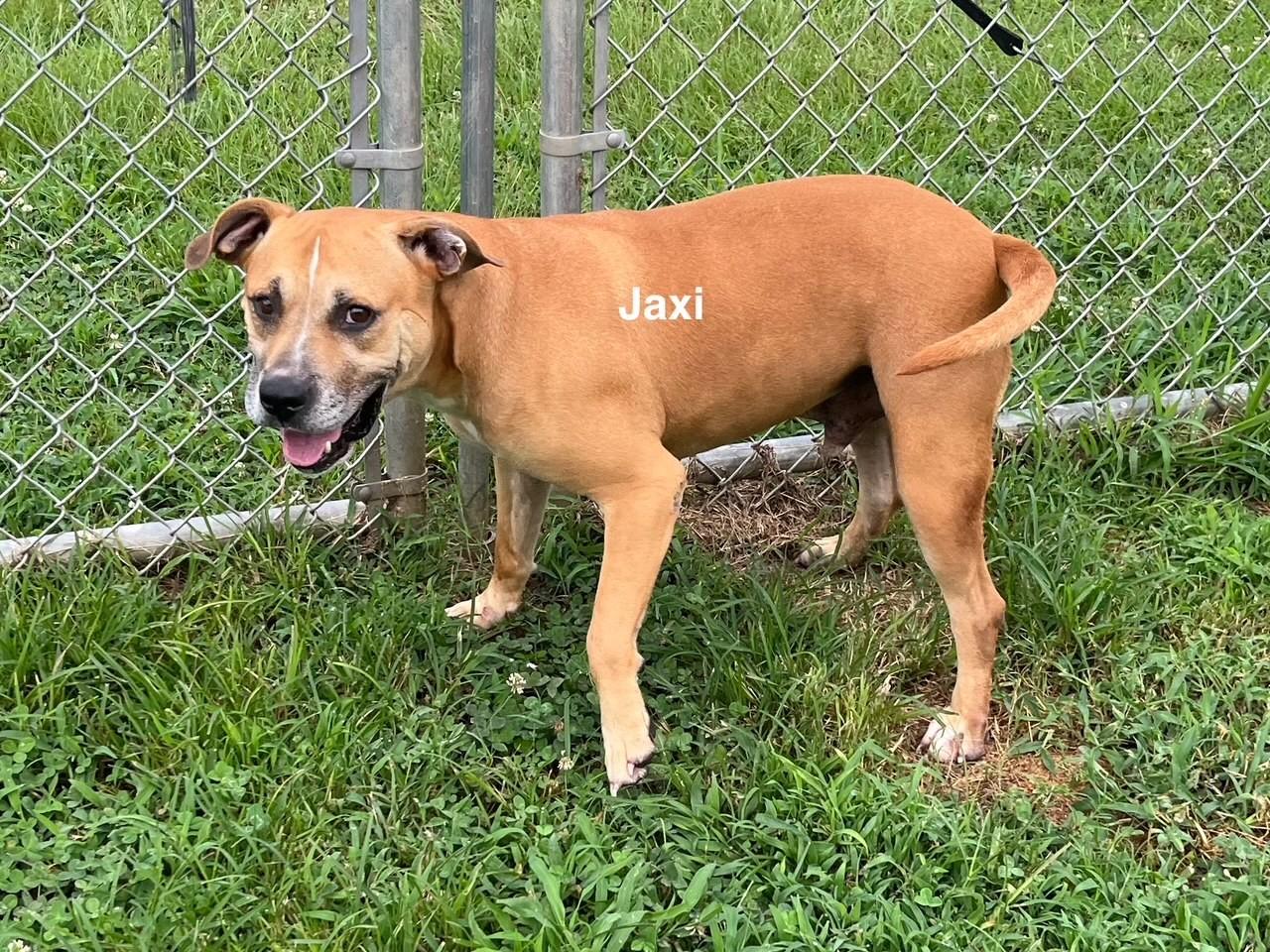Jaxi