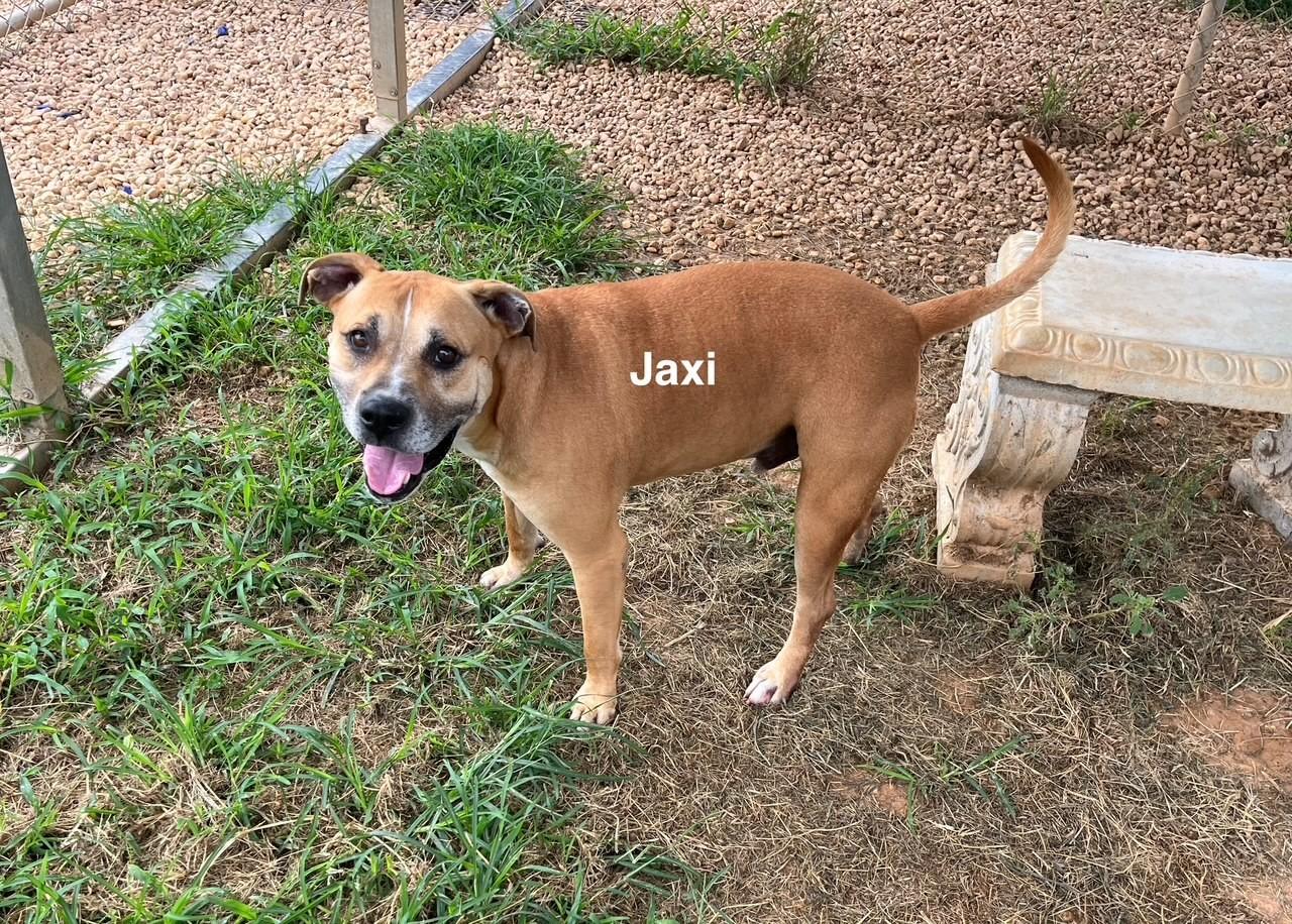 Jaxi