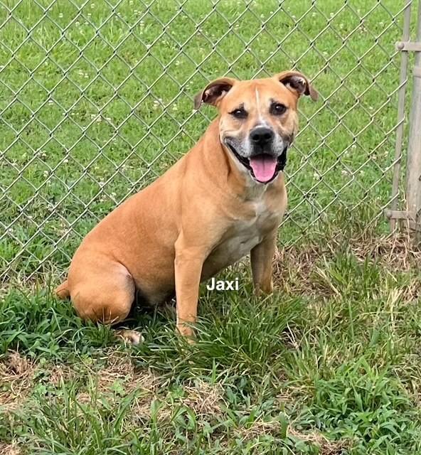 Jaxi