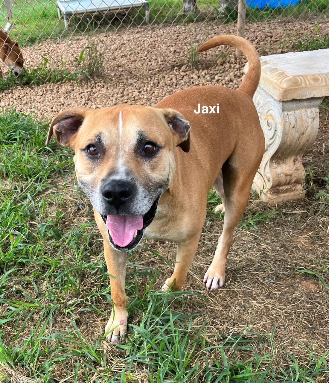 Jaxi