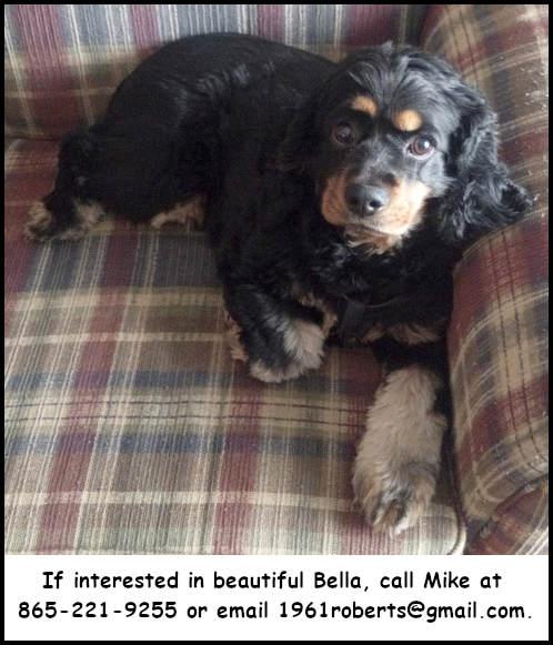 Bella, Adoptable, Adult Female Cocker Spaniel.