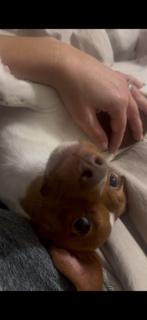 Enlarge Pearl, a ADOPTABLE mixed breed in Oakdale, CA image 2/4