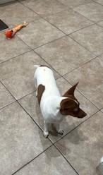 Enlarge Pearl, a ADOPTABLE mixed breed in Oakdale, CA image 3/4