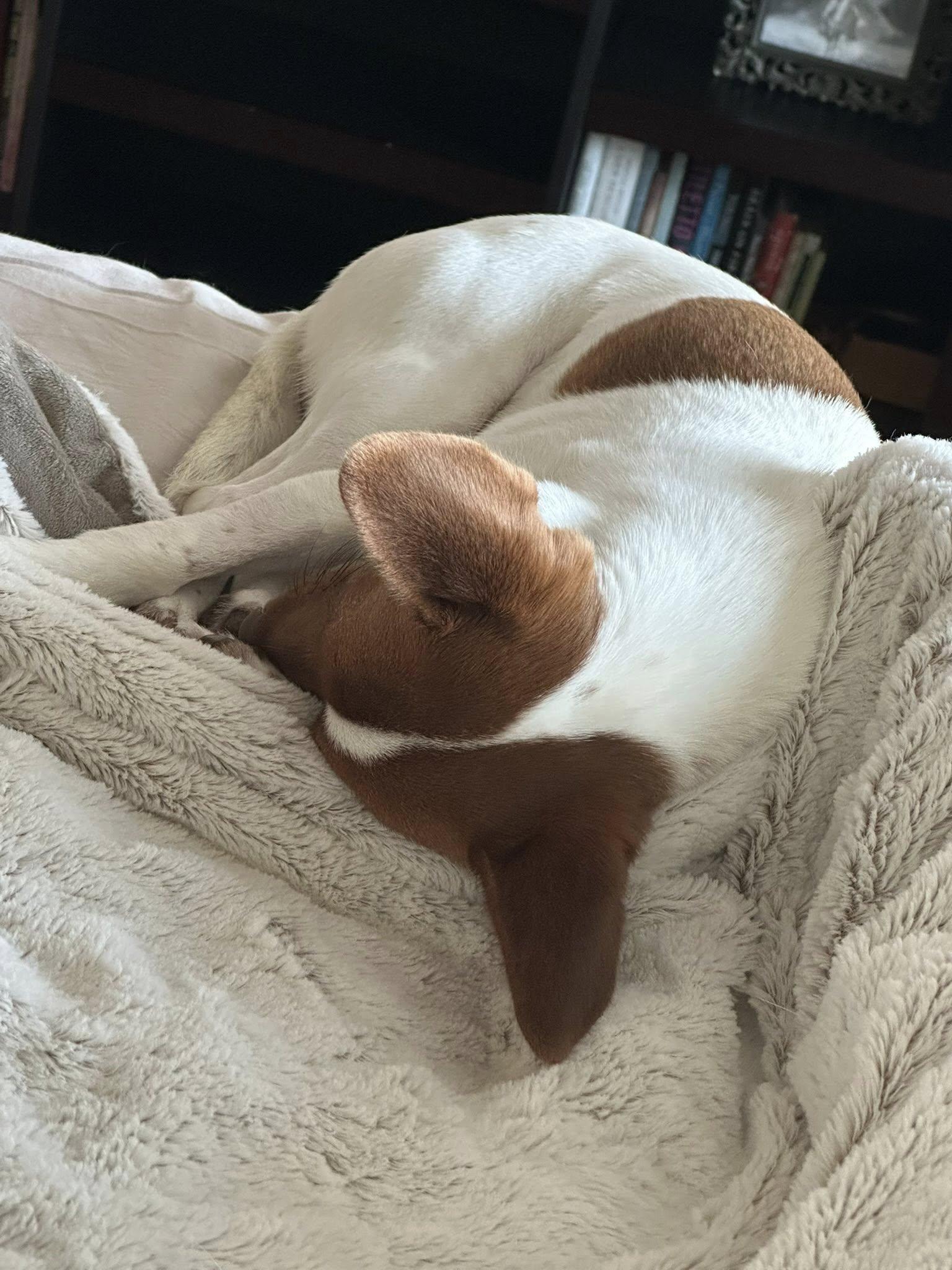 Enlarge Pearl, a ADOPTABLE mixed breed in Oakdale, CA image 4/4