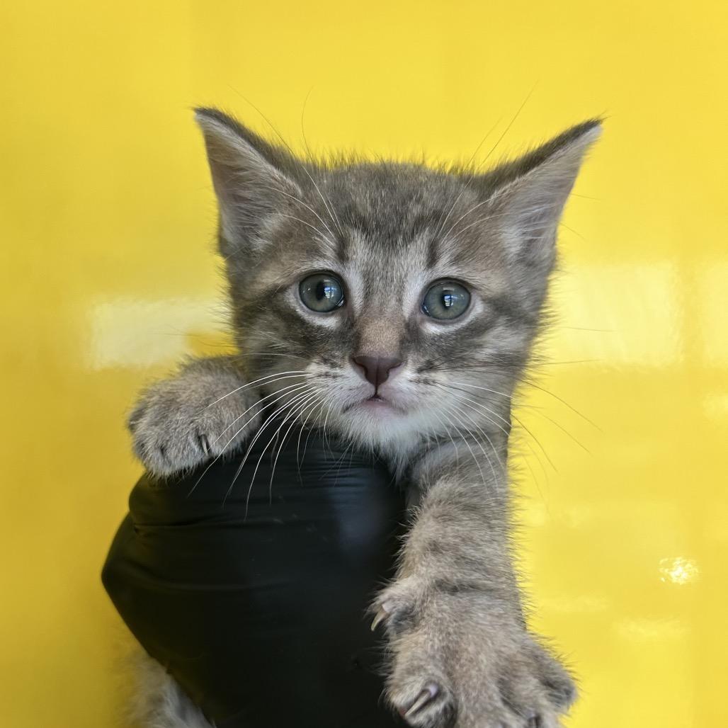 Map, Adoptable, Kitten Male Domestic Short Hair.