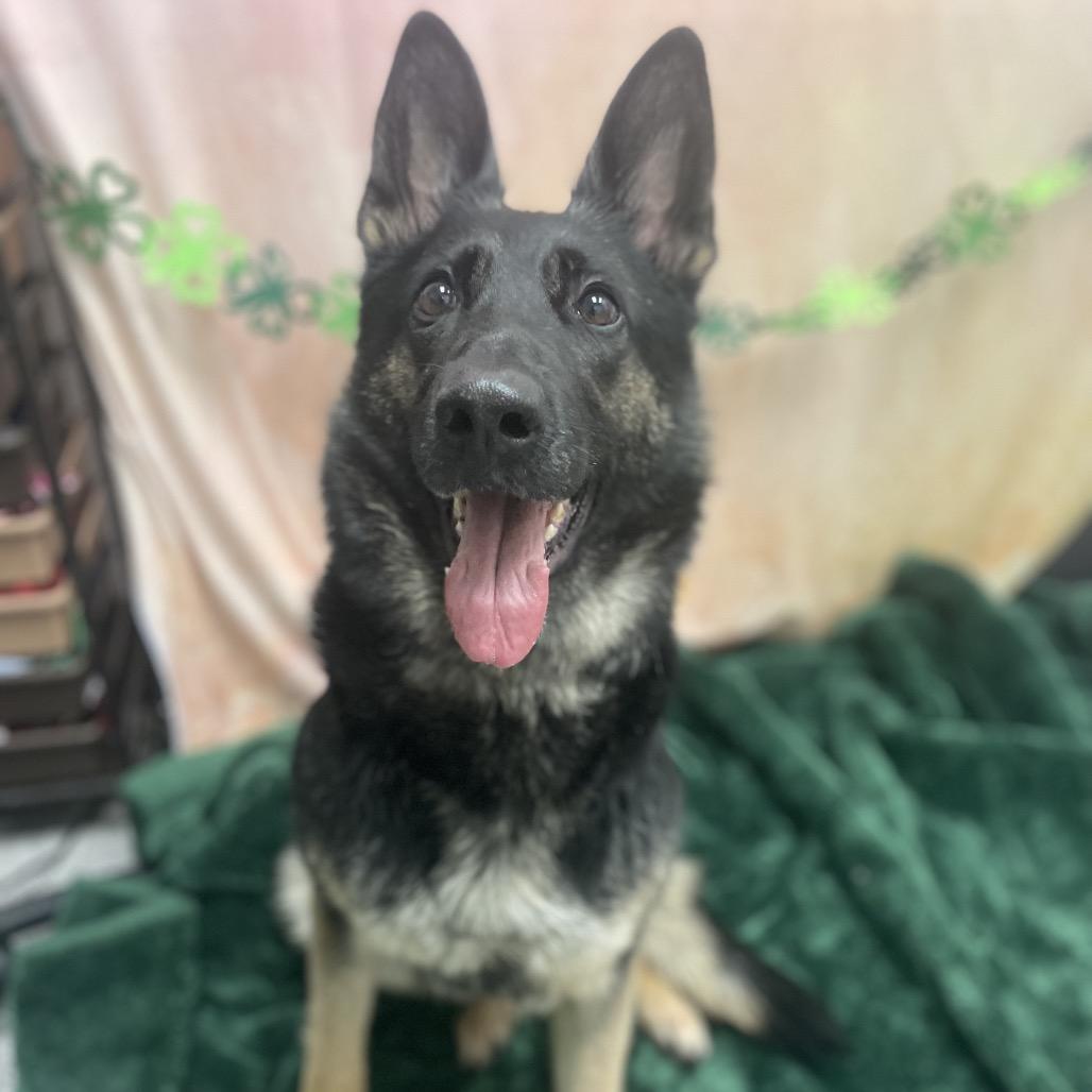 Paula, a Adoptable German Shepherd Dog in Henderson, NV image 1/6
