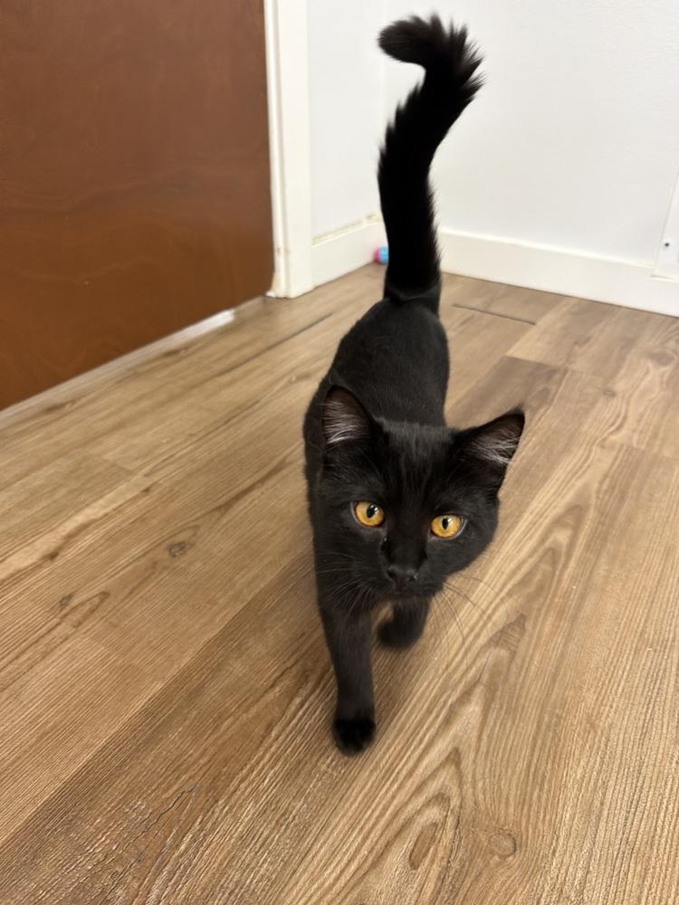 Hex, Adoptable, Kitten Female Domestic Short Hair.