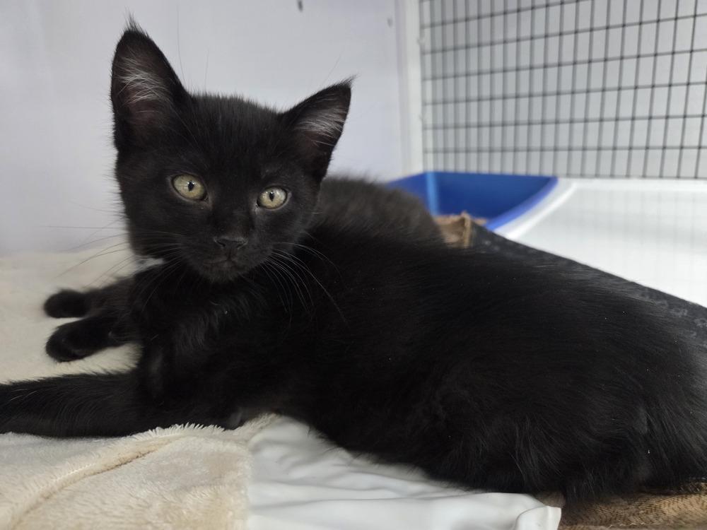 Hex, Adoptable, Kitten Female Domestic Short Hair.