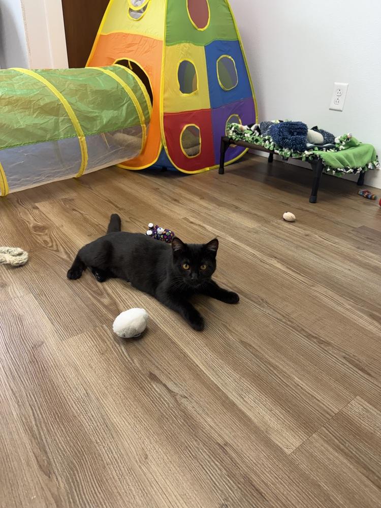 Enlarge Hex, a Adoptable Domestic Short Hair in Salmon, ID image 3/3