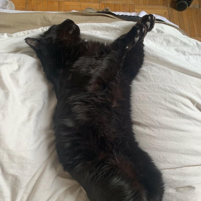 Enlarge Mishku , a ADOPTABLE Domestic Medium Hair in Montreal, QC image 4/5