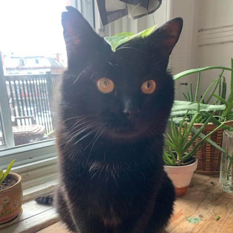 Enlarge Mishku , a ADOPTABLE Domestic Medium Hair in Montreal, QC image 1/5