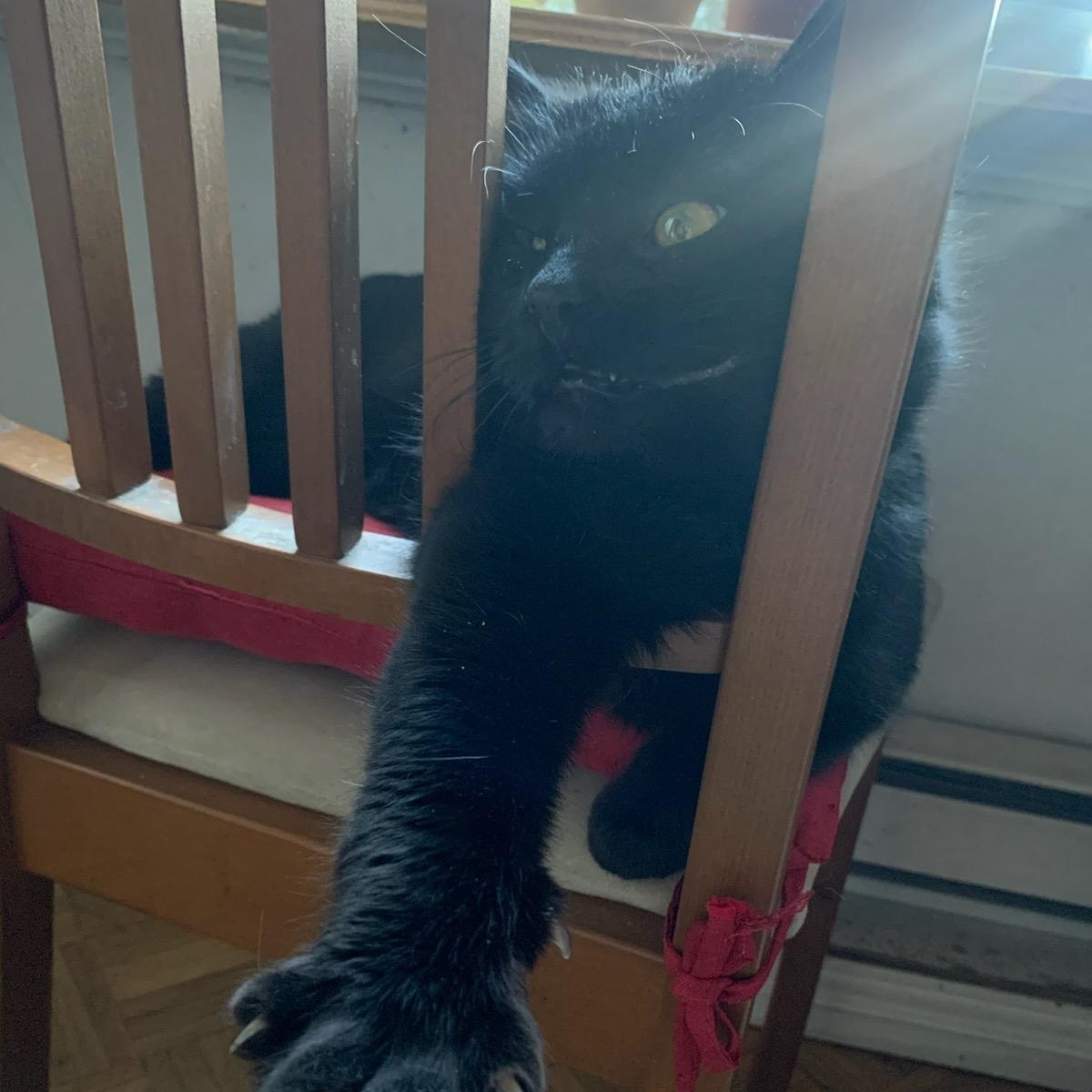 Enlarge Mishku , a ADOPTABLE Domestic Medium Hair in Montreal, QC image 2/5