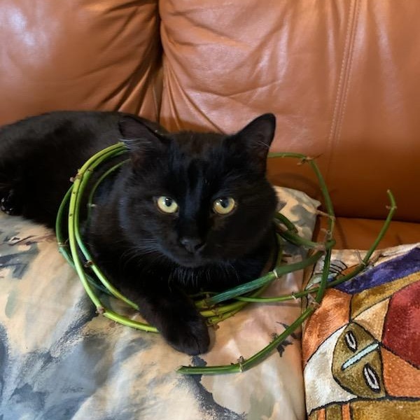 Enlarge Mishku , a ADOPTABLE Domestic Medium Hair in Montreal, QC image 3/5