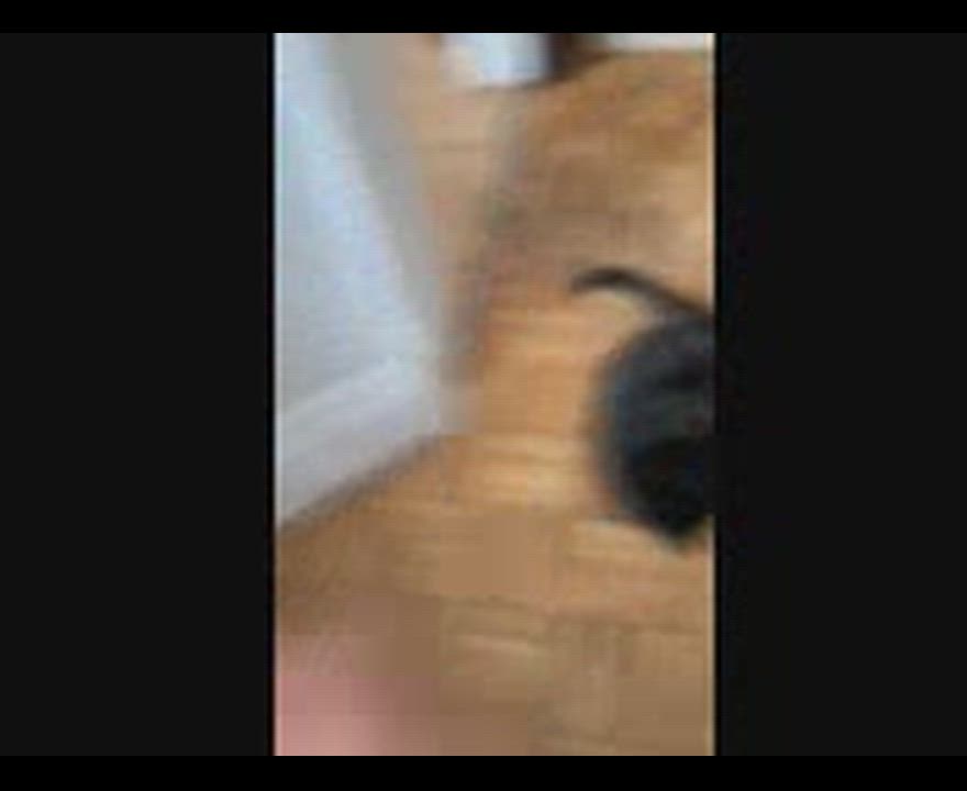 Enlarge Mishku , a ADOPTABLE Domestic Medium Hair in Montreal, QC video 5/5