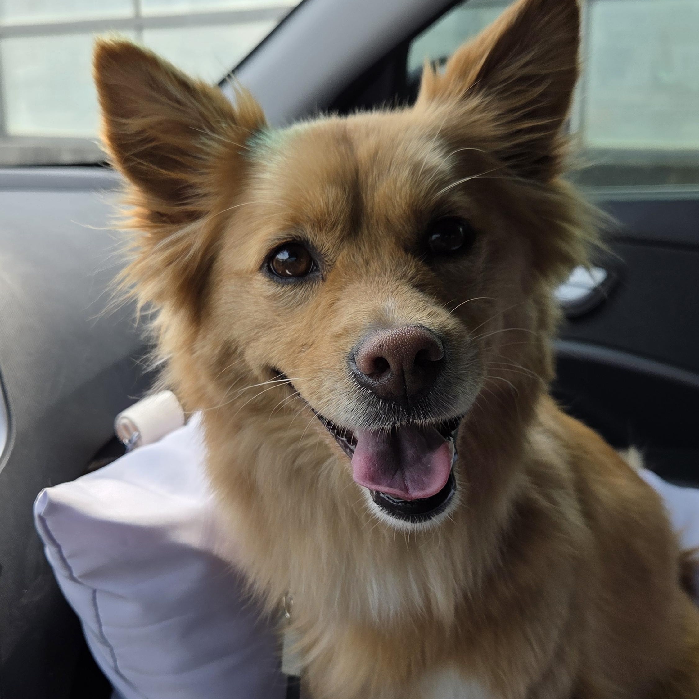 MISO, an adoptable mixed breed in Duluth, GA image 2/6