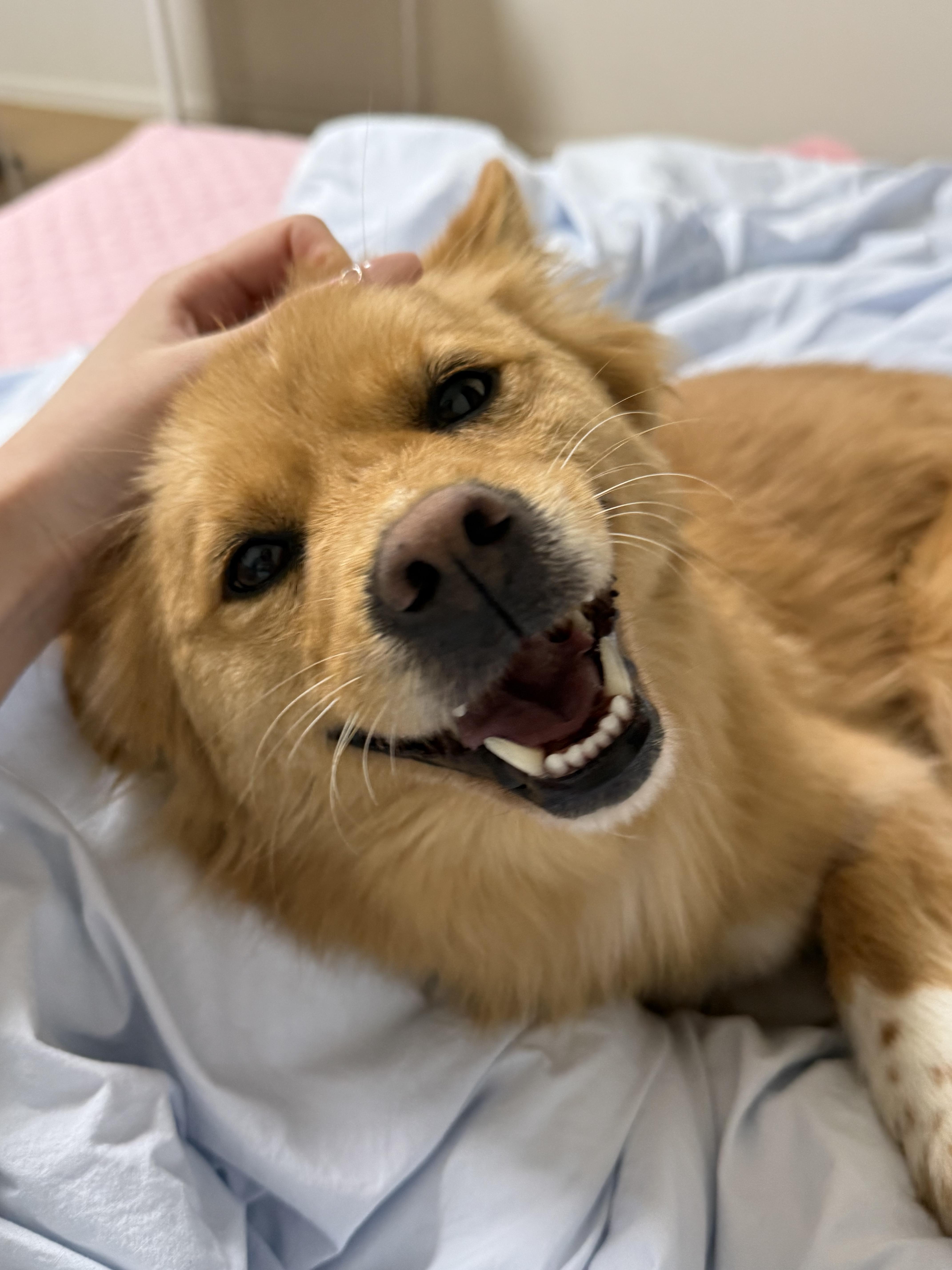 MISO, an adoptable mixed breed in Duluth, GA image 3/6