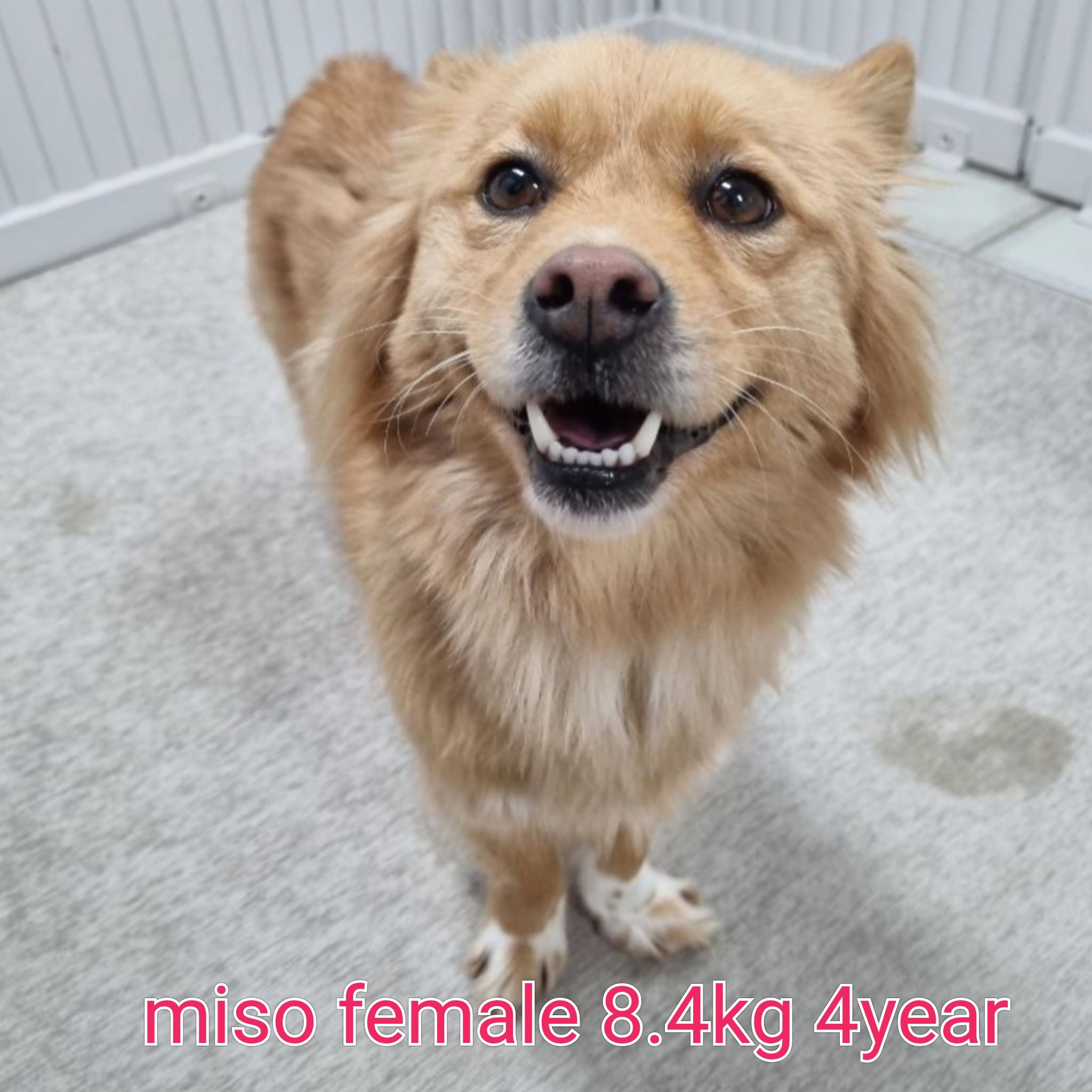MISO, adoptable, Adult Female Pomeranian.