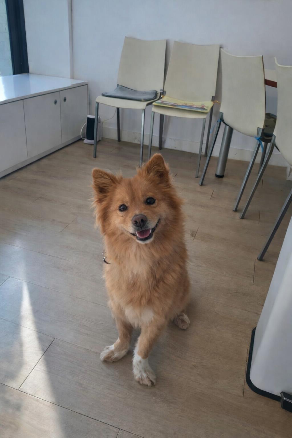 MISO, an adoptable mixed breed in Duluth, GA image 4/6