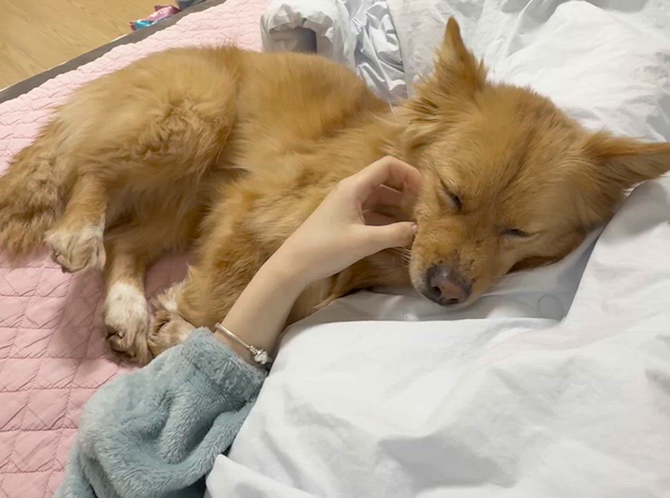 Enlarge MISO, an adoptable mixed breed in Duluth, GA video 6/6