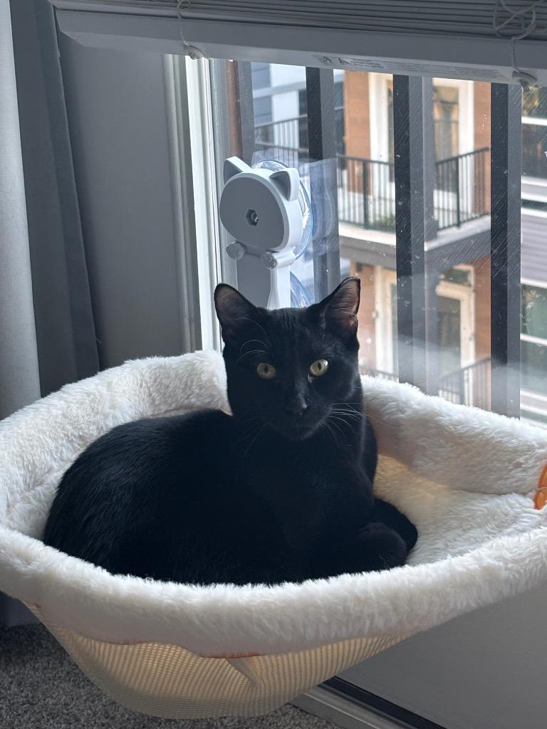 Enlarge Benito, a Adoptable mixed breed in Raleigh, NC image 1/3