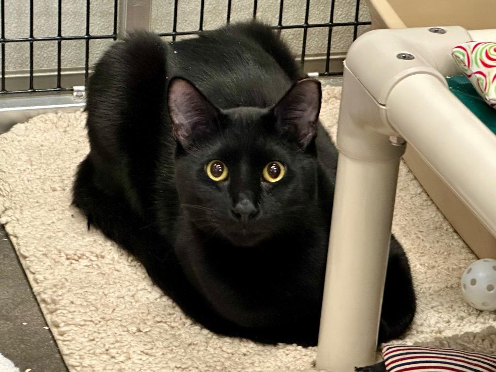 Enlarge Benito, a Adoptable mixed breed in Raleigh, NC image 2/3