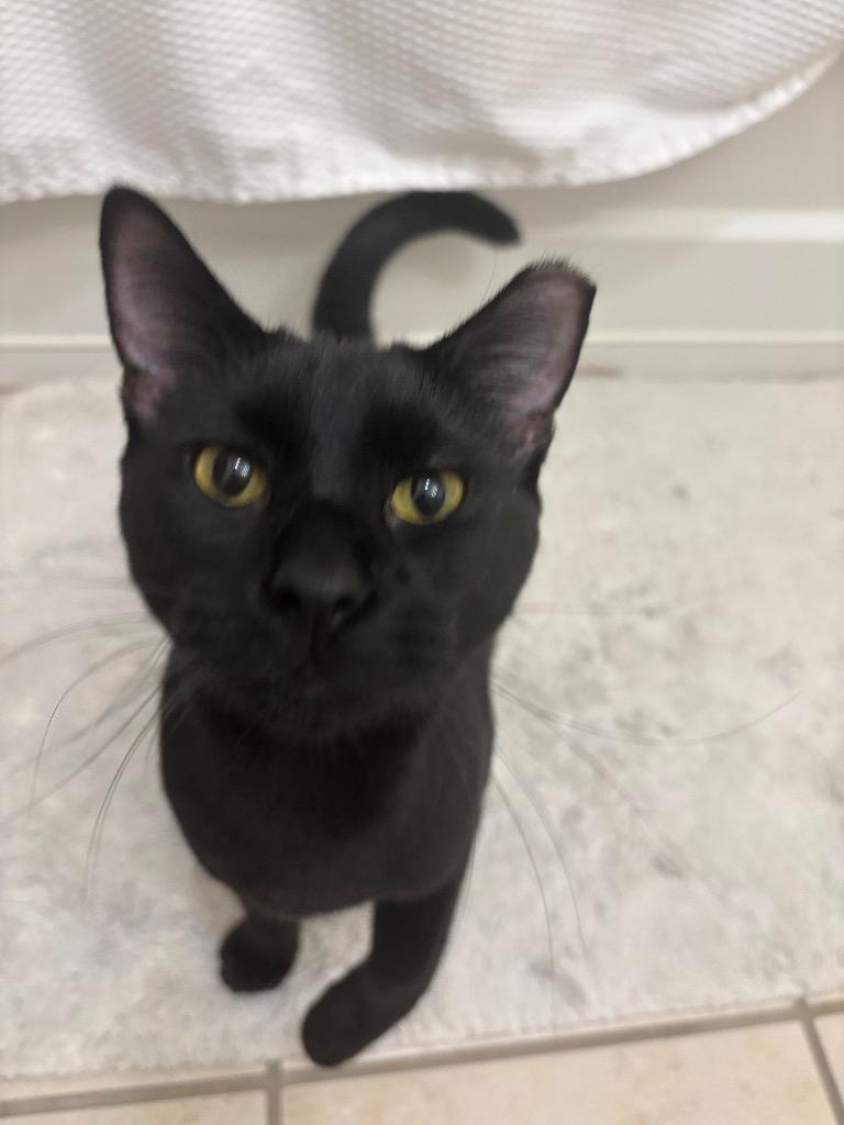 Enlarge Benito, a Adoptable mixed breed in Raleigh, NC image 3/3