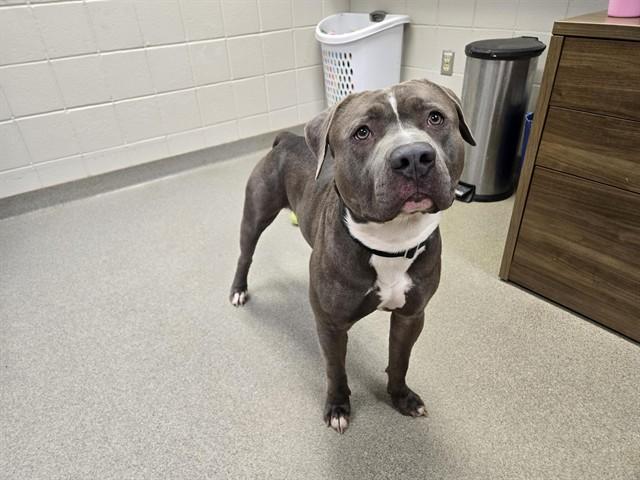 Enlarge TUNECHI, a Adoptable mixed breed in Omaha, NE image 1/1