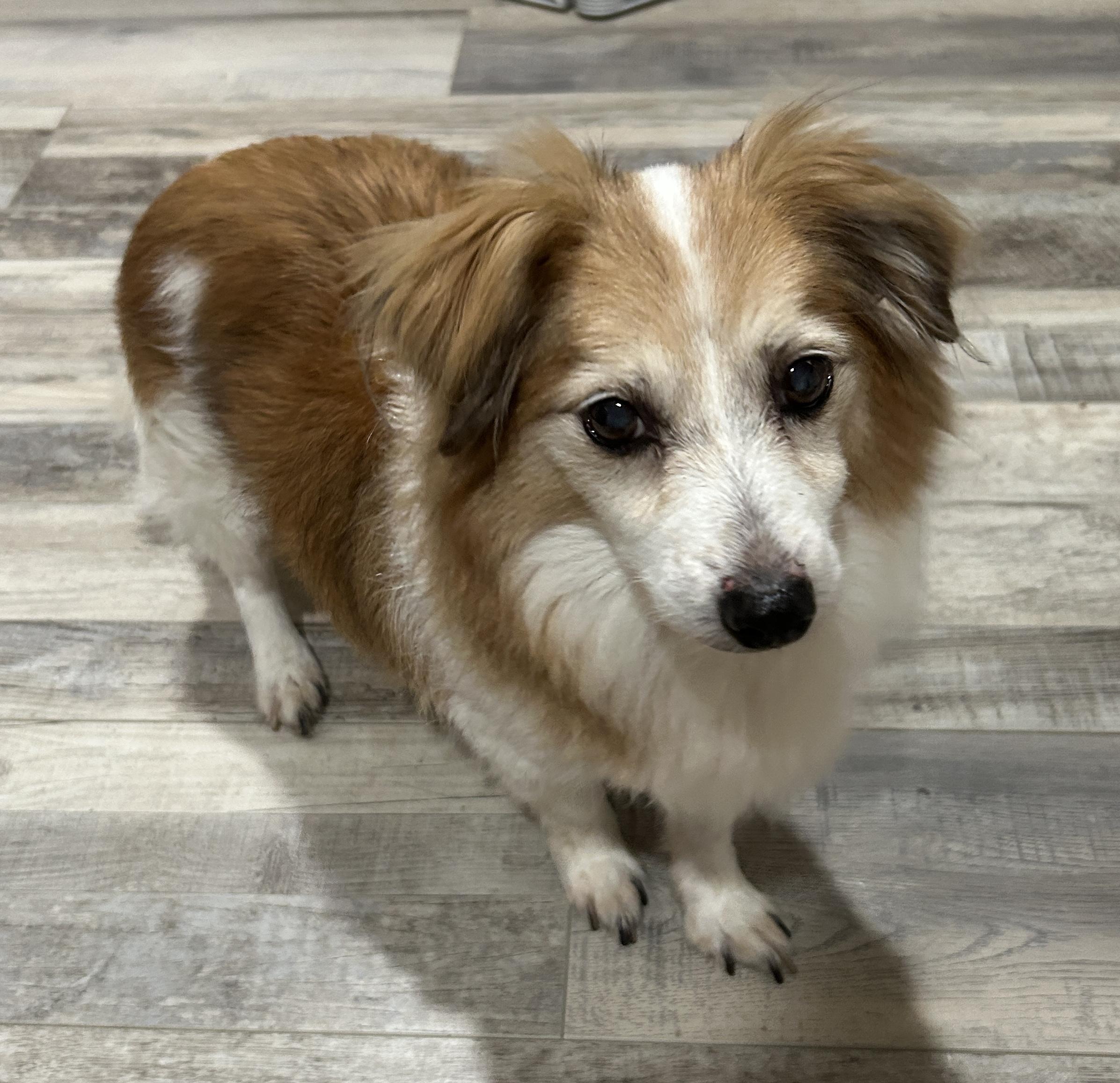 Freddi, ADOPTABLE, Senior Male Papillon.