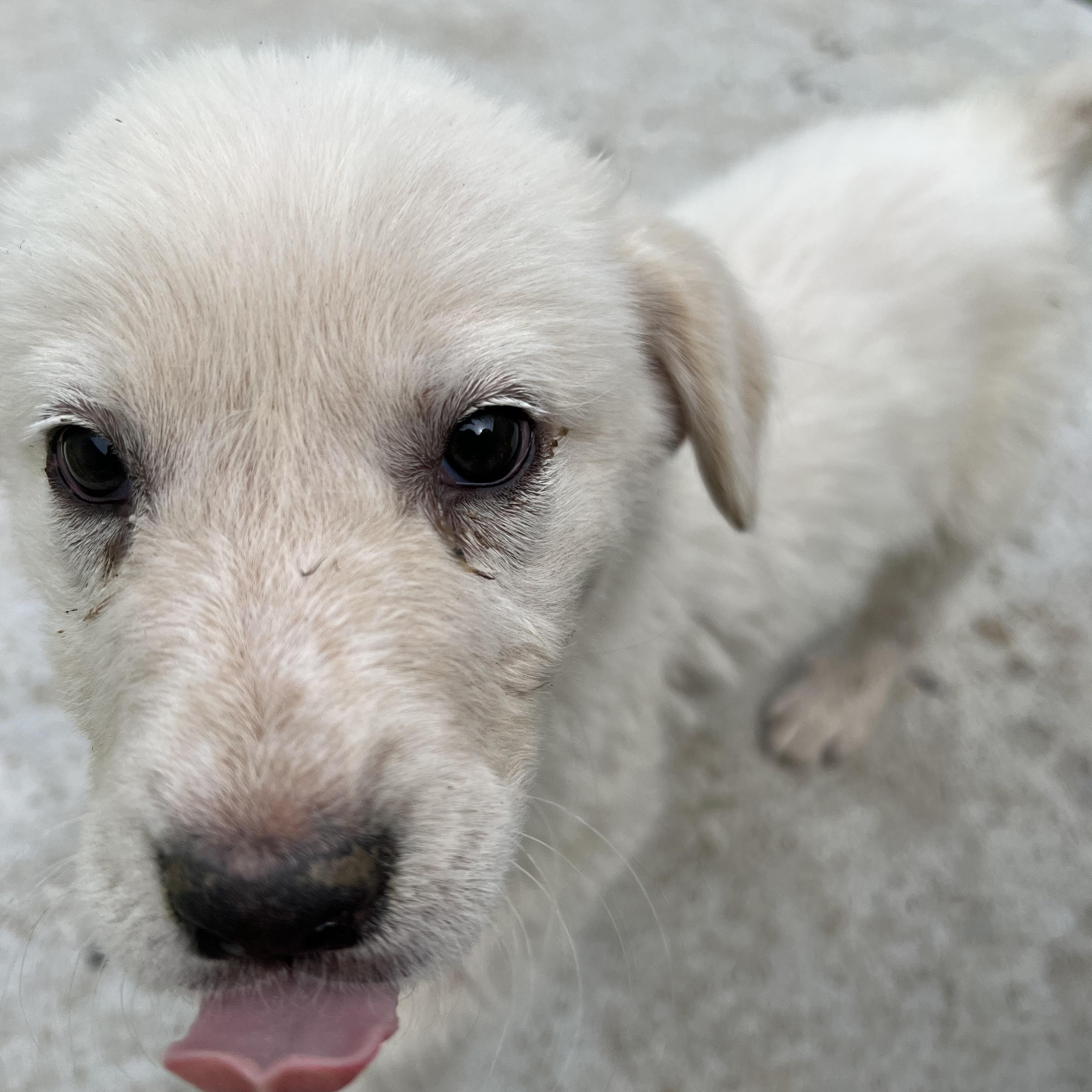 Enlarge Moose, a ADOPTABLE mixed breed in Bowdoin, ME image 5/6