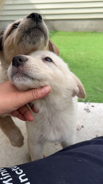 Enlarge Moose, a ADOPTABLE mixed breed in Bowdoin, ME video 6/6