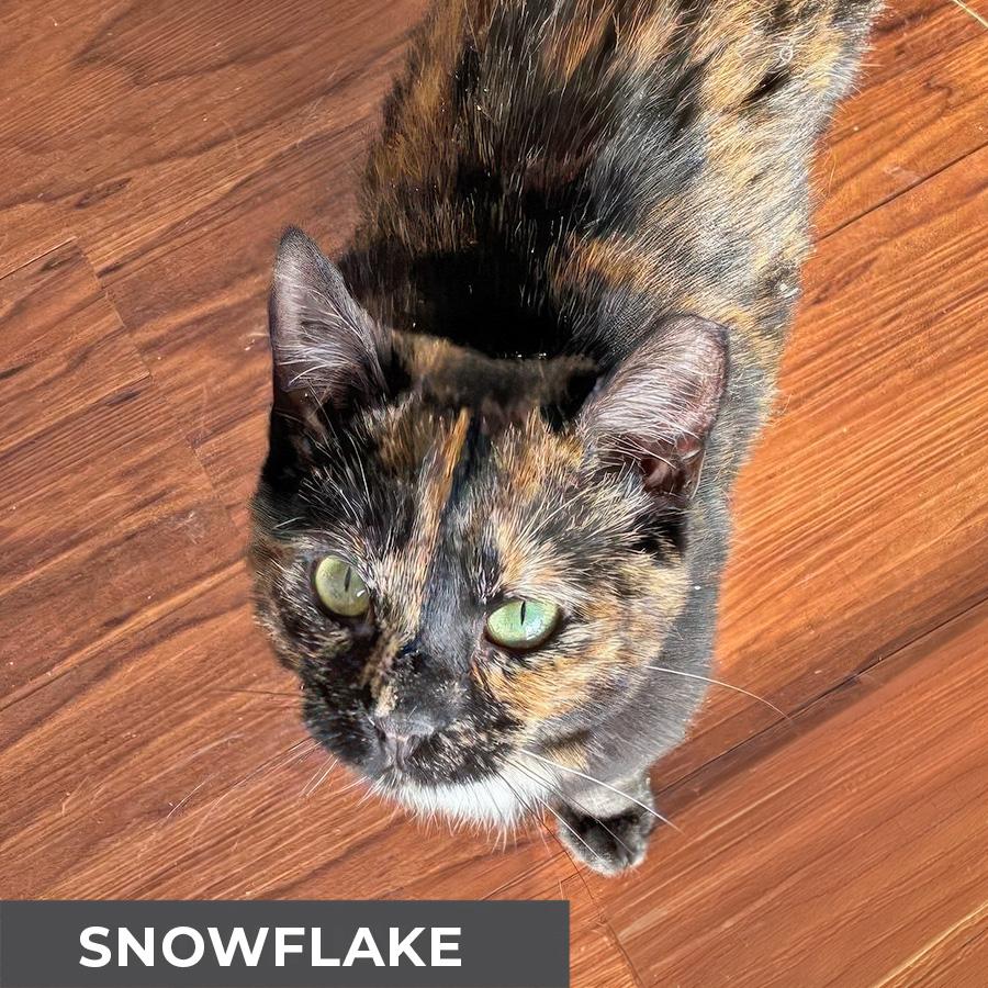 Enlarge Snowflake , a ADOPTABLE Domestic Short Hair in Etobicoke, ON image 4/6